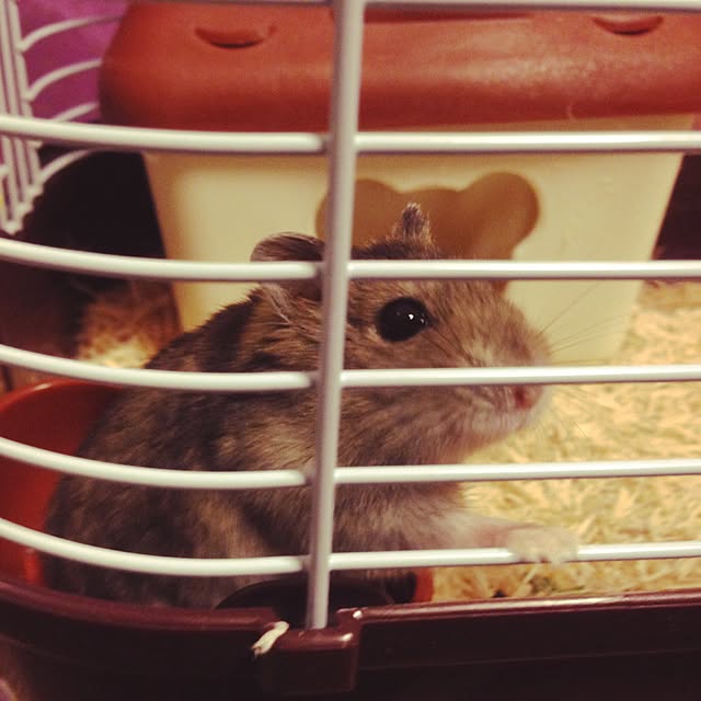 earlgrey2catさんの実例写真