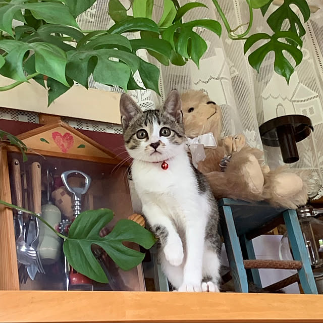 実例写真