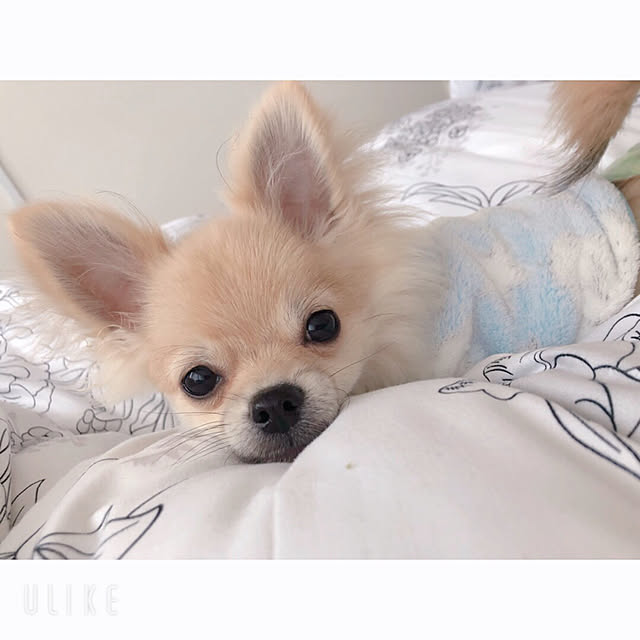 dogslifeさんの実例写真