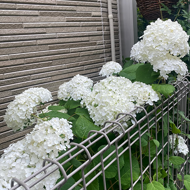 fu-mufumuさんの部屋