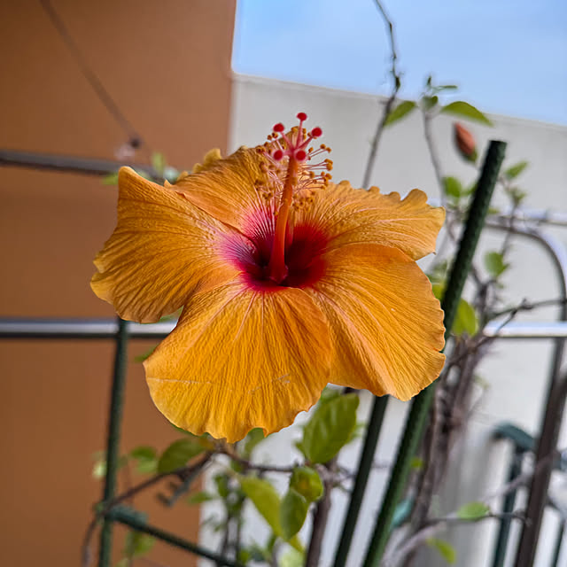 Aqettyさんの実例写真