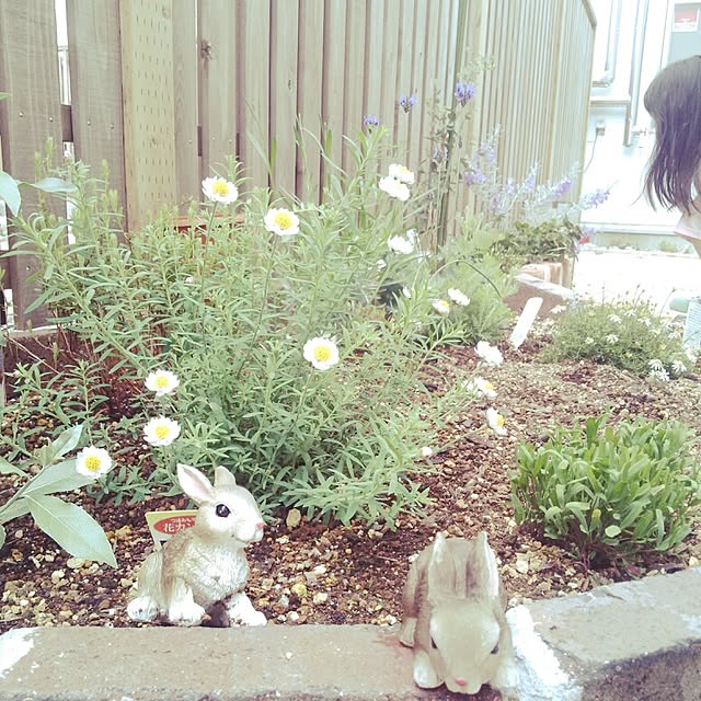 soyokahoさんの実例写真