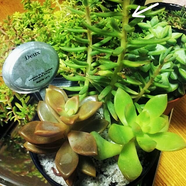 dezさんの実例写真