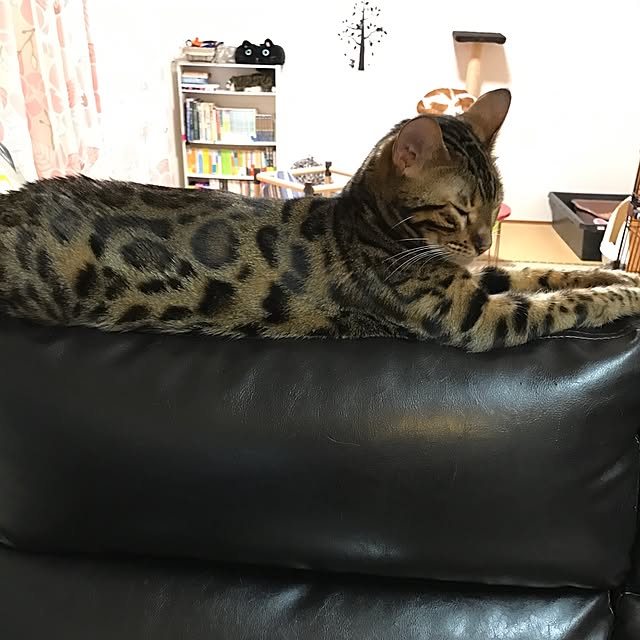xxxnyanxxxmakuriさんの実例写真