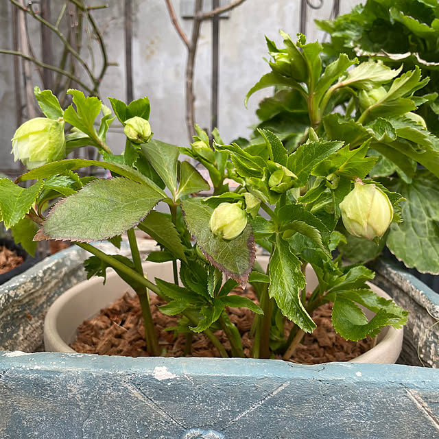 shiropenguinさんの部屋