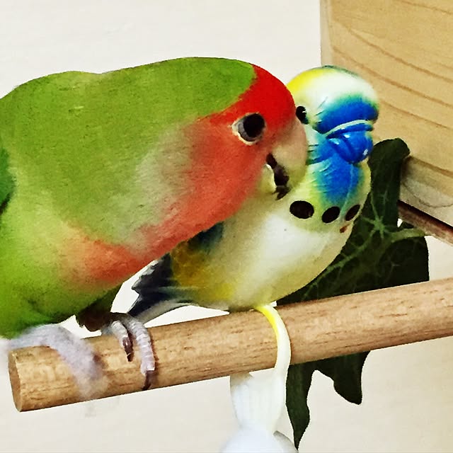 toratanさんの実例写真