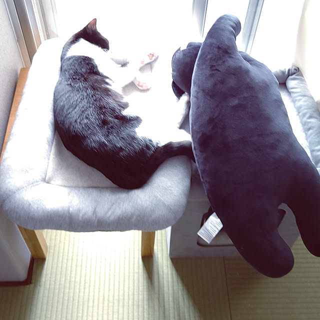 hihaさんの実例写真