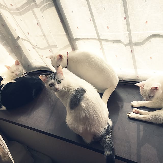 Miechamさんの実例写真