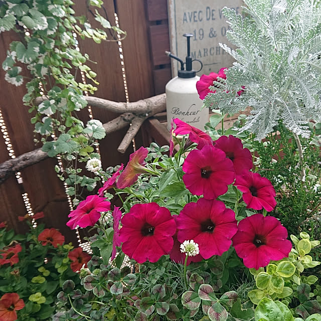 asaさんの実例写真