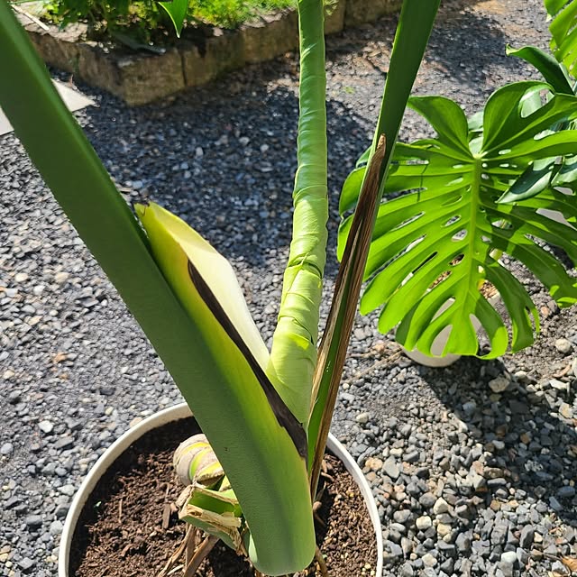 Rubiconさんの部屋