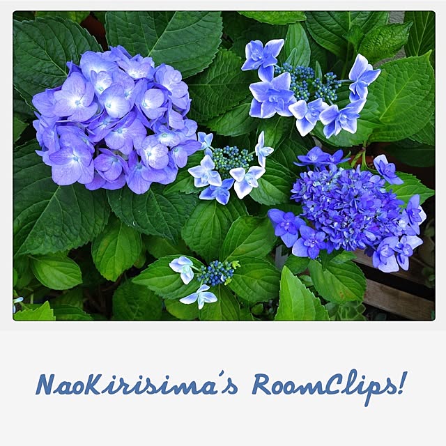 naokirisimaさんの実例写真