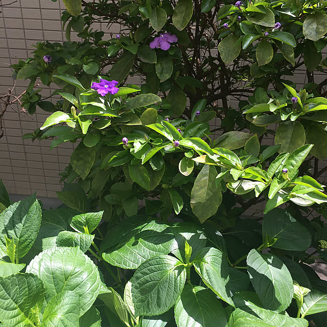 happy-sachiさんの実例写真