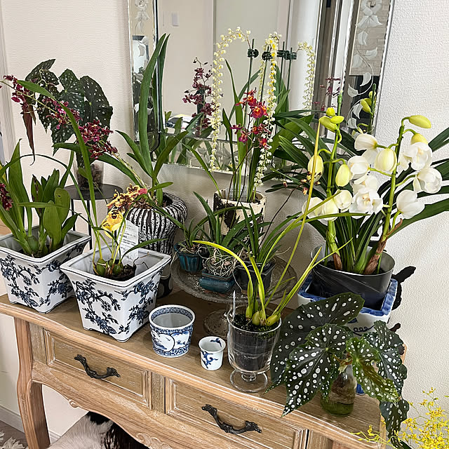 yokko_pawさんの部屋