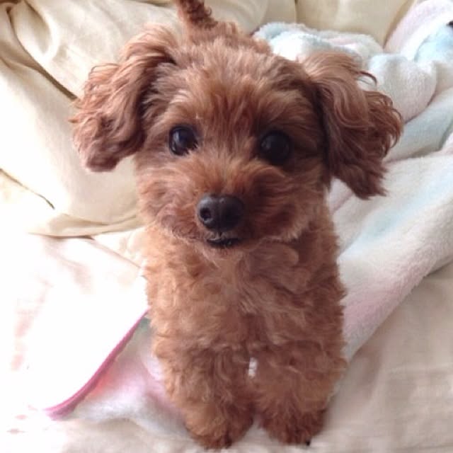 mamezoooさんの実例写真