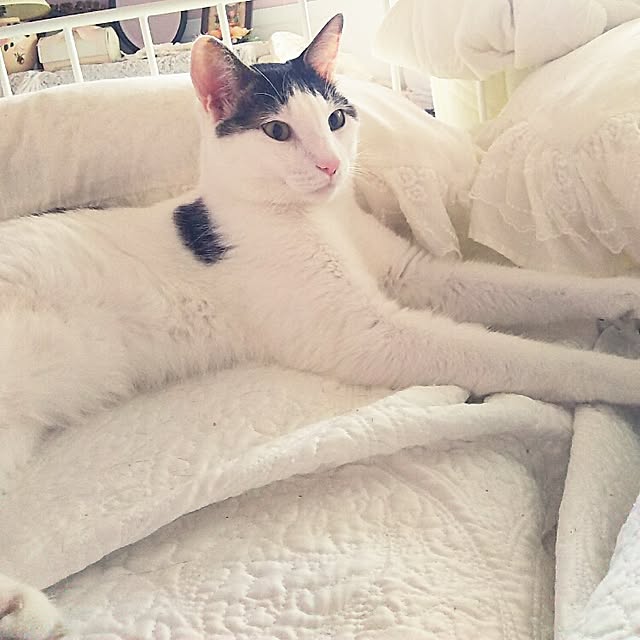 sakuraさんの実例写真