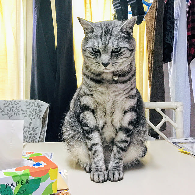 miniGeeさんの実例写真