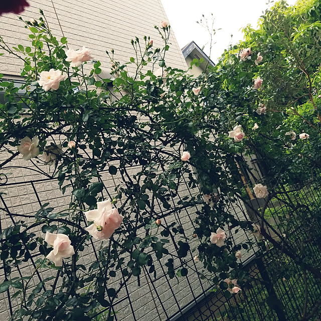 mimi828さんの実例写真
