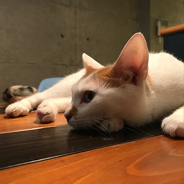 ziziguguさんの実例写真