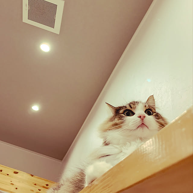 norfraさんの実例写真