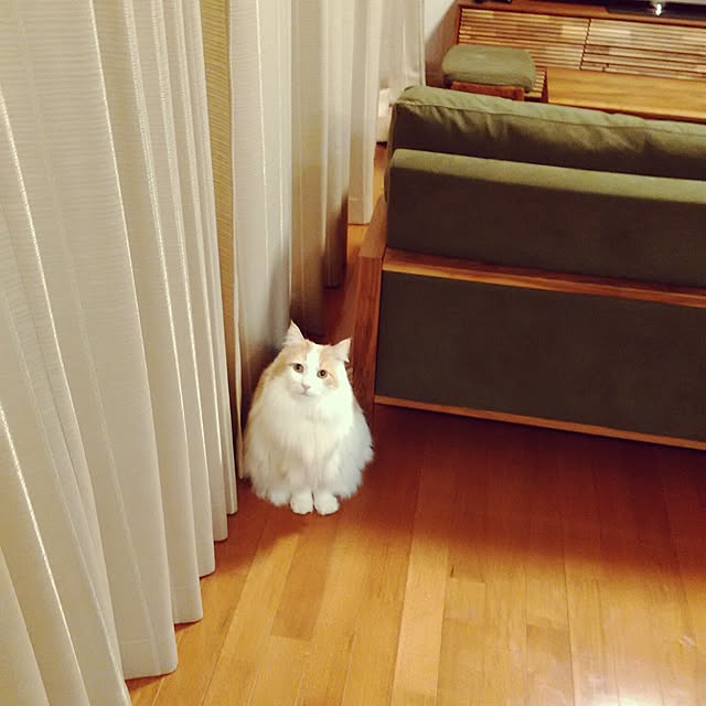 saiさんの実例写真