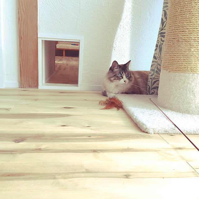 masyacanonさんの実例写真