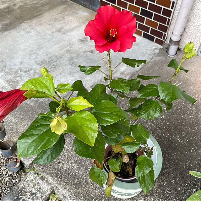 shin0719さんの実例写真