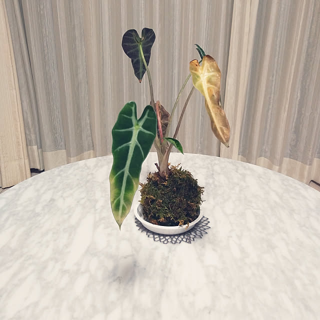 s.rtah2さんの実例写真