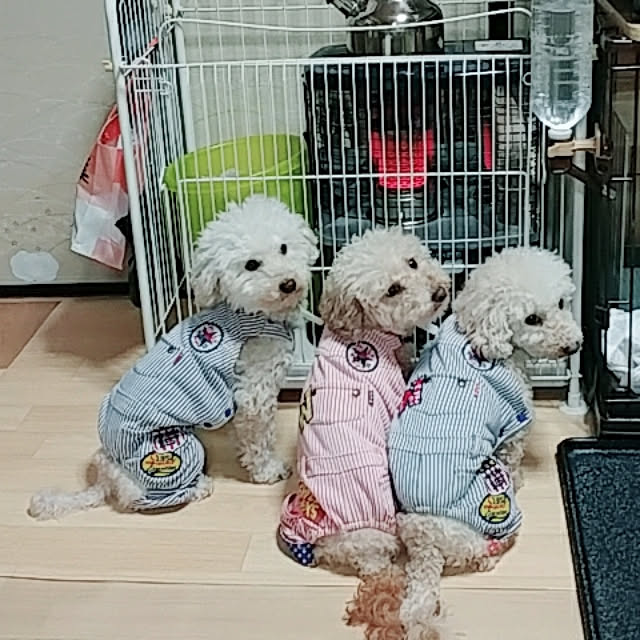 nontenrunさんの実例写真