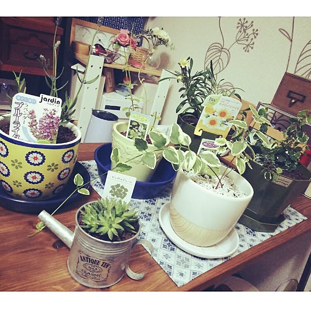carollcarさんの実例写真