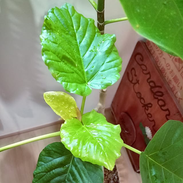 mocomocoさんの実例写真
