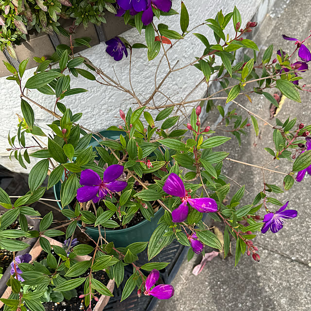 mamizaさんの部屋