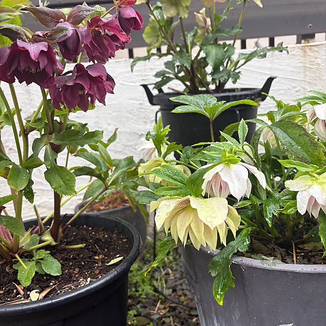 thirorunさんの実例写真