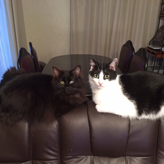 nya_sanさんの実例写真