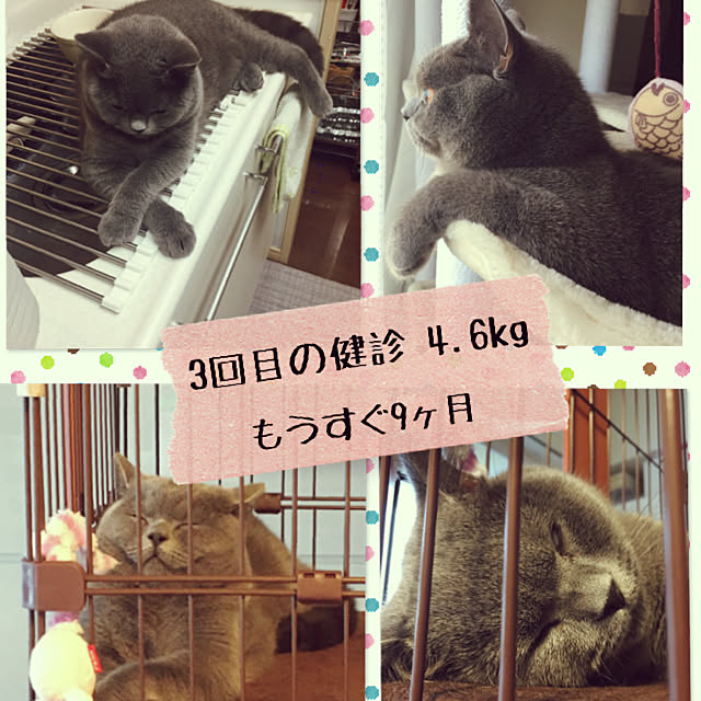 kittyさんの実例写真
