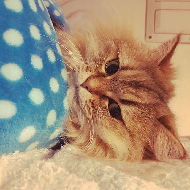 k_dinoさんの実例写真