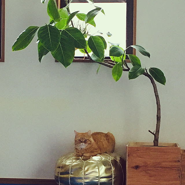 omochiさんの実例写真