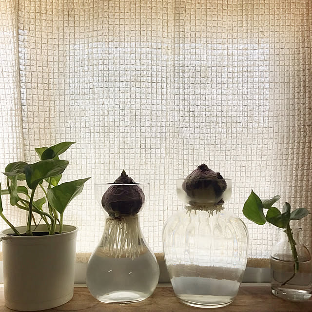 ポトス/緑/ヒヤシンス 水栽培/花のある暮らし/窓...などのインテリア実例 - 2020-12-05 09:29:24