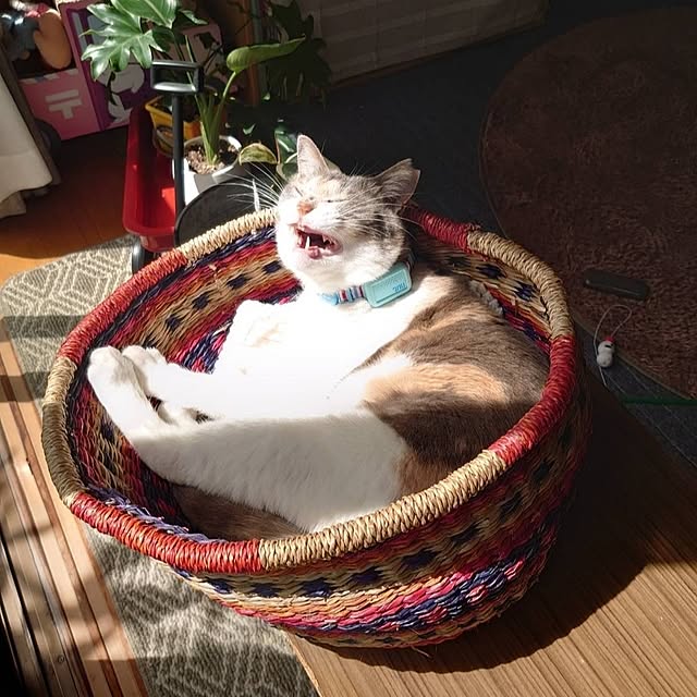fukuさんの実例写真
