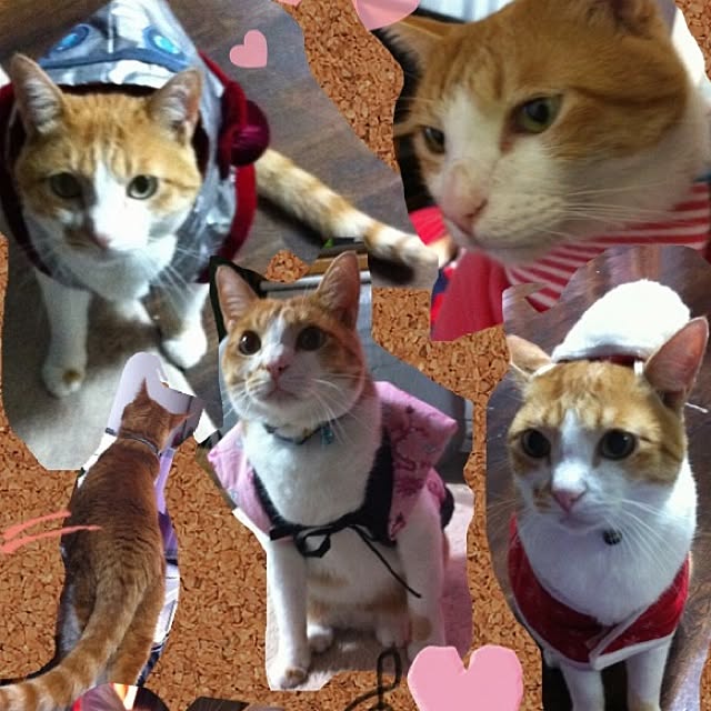 mamipokoさんの実例写真