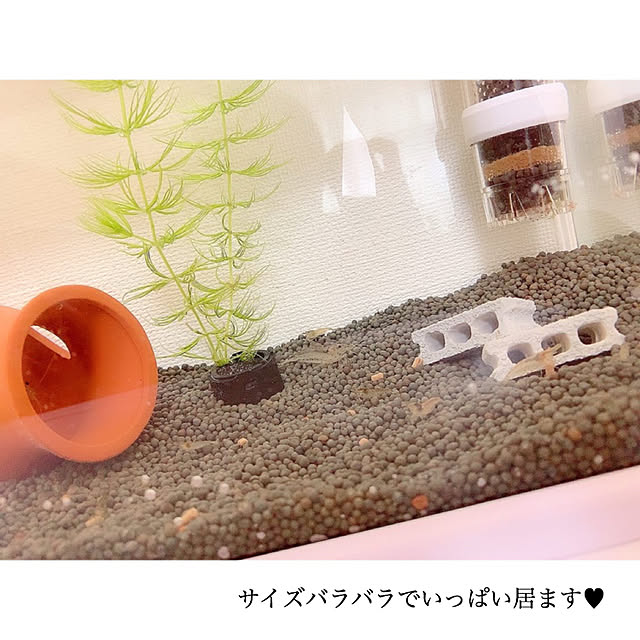 chaluさんの実例写真