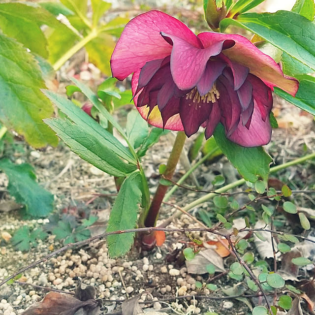 clover2018さんの実例写真