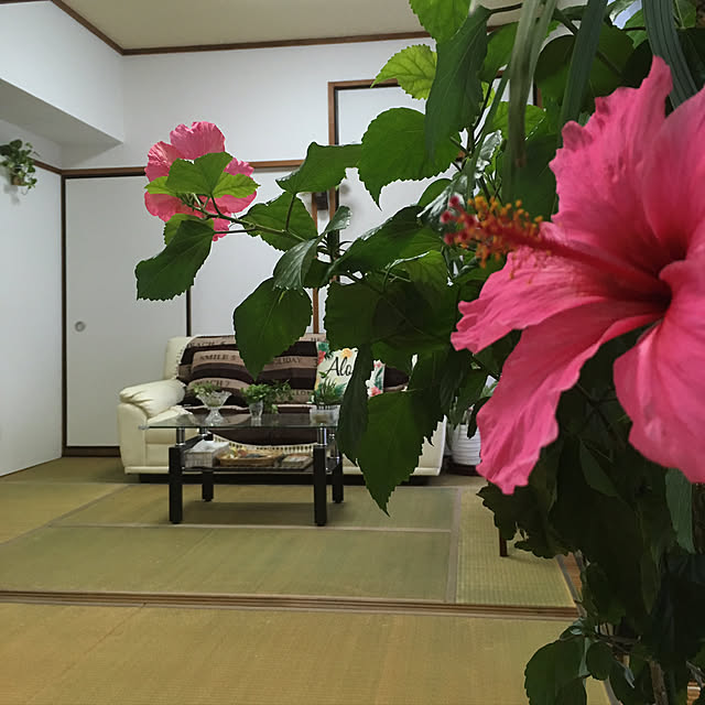 nanaさんの実例写真