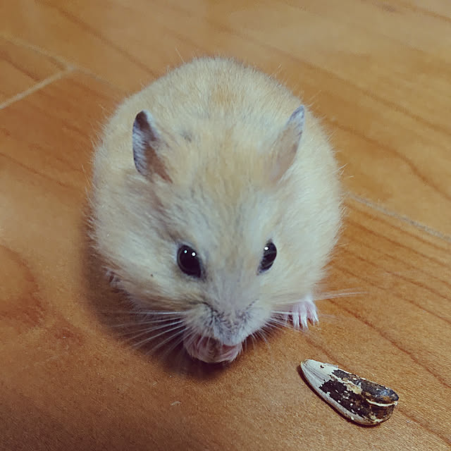 sayusayuさんの実例写真