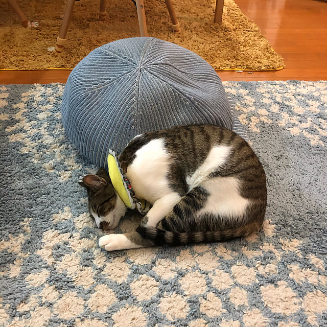 jijiさんの実例写真