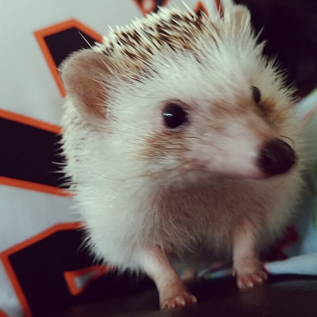 kuruさんの実例写真