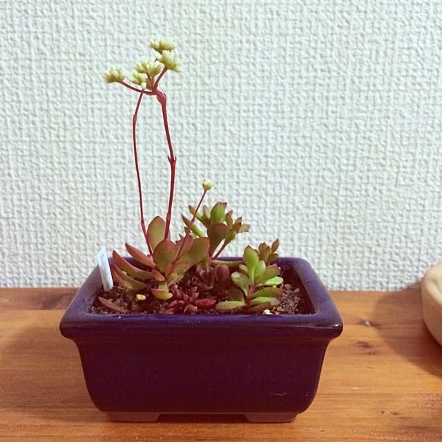 maimaiさんの実例写真