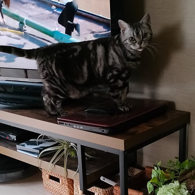 Yoko622さんの実例写真