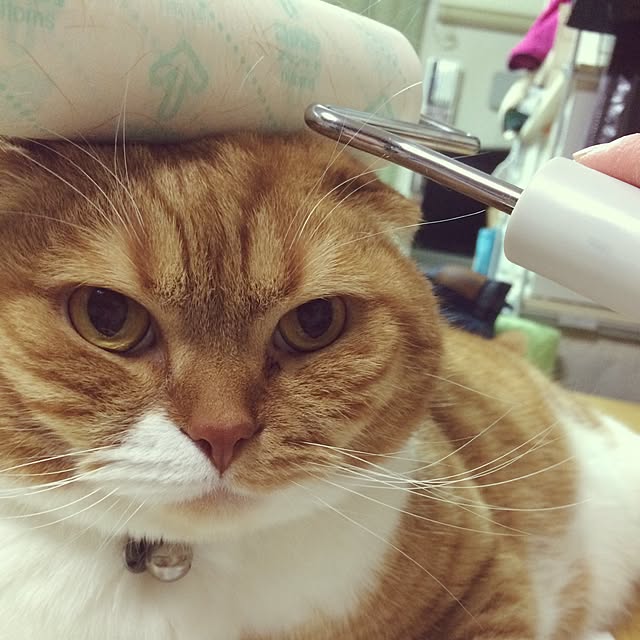 pikkariさんの実例写真