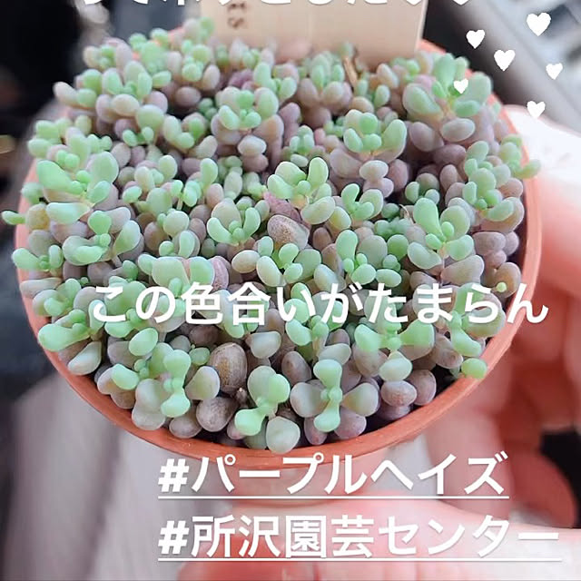 sumireさんの実例写真