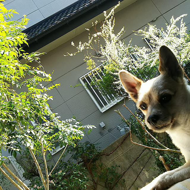 実例写真